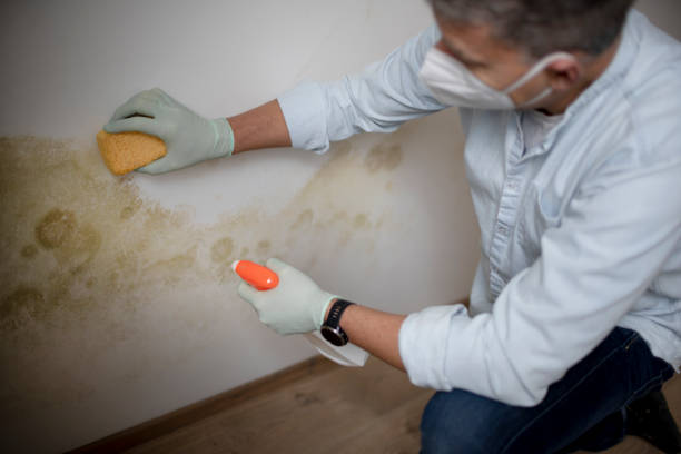 Best Basement Mold Remediation in USA